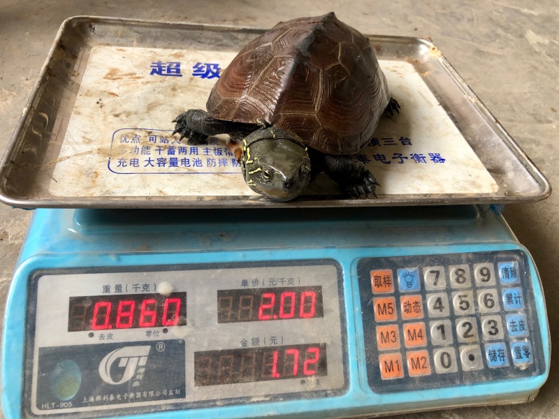大头龟下山大草龟乌龟