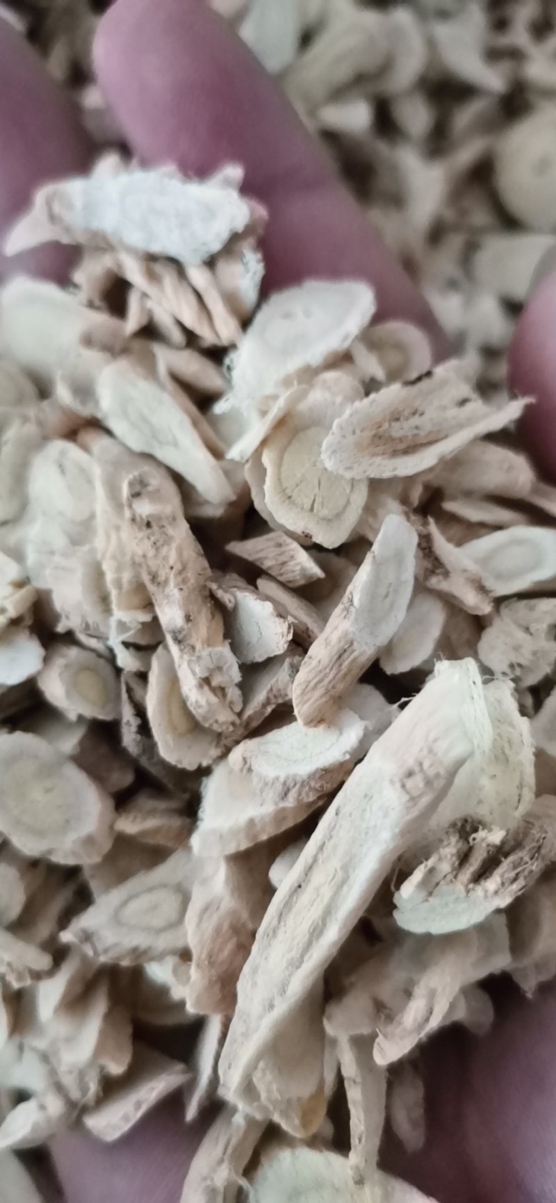 黄芪产地直供大量批发零售