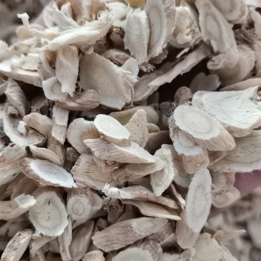 黄芪产地直供大量批发零售