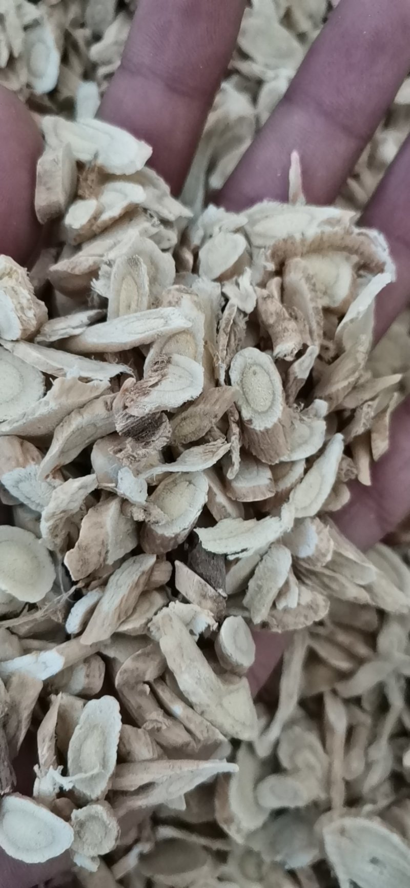 黄芪产地直供大量批发零售