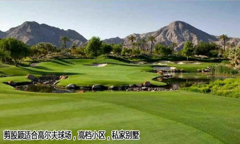 剪股颖种子进口草坪种子矮生草坪籽免修剪