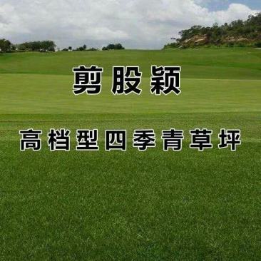 剪股颖种子进口草坪种子矮生草坪籽免修剪