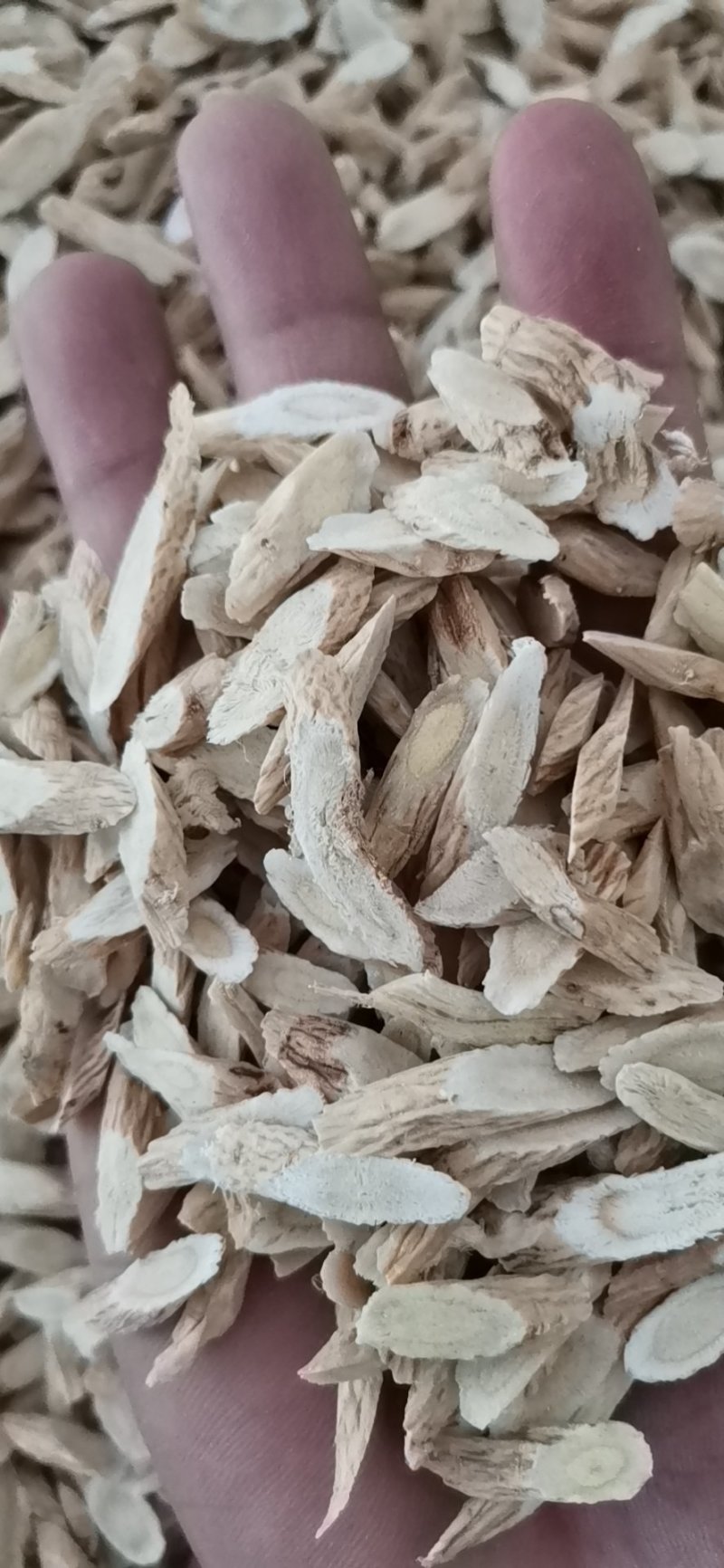 指甲片黄芪大量批发零售