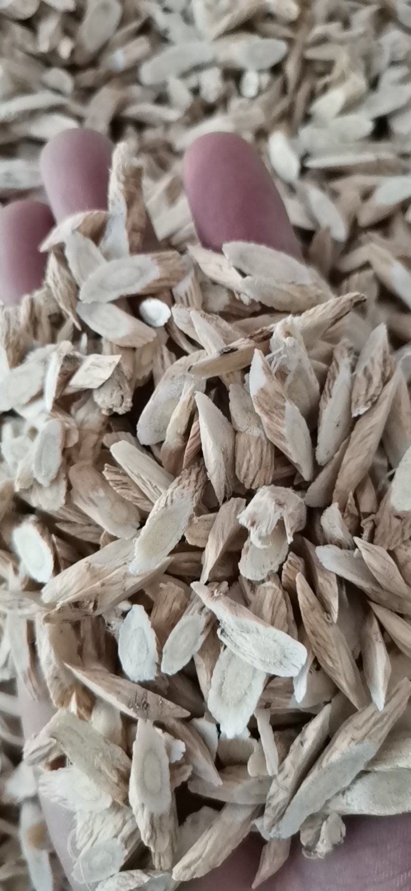 指甲片黄芪大量批发零售