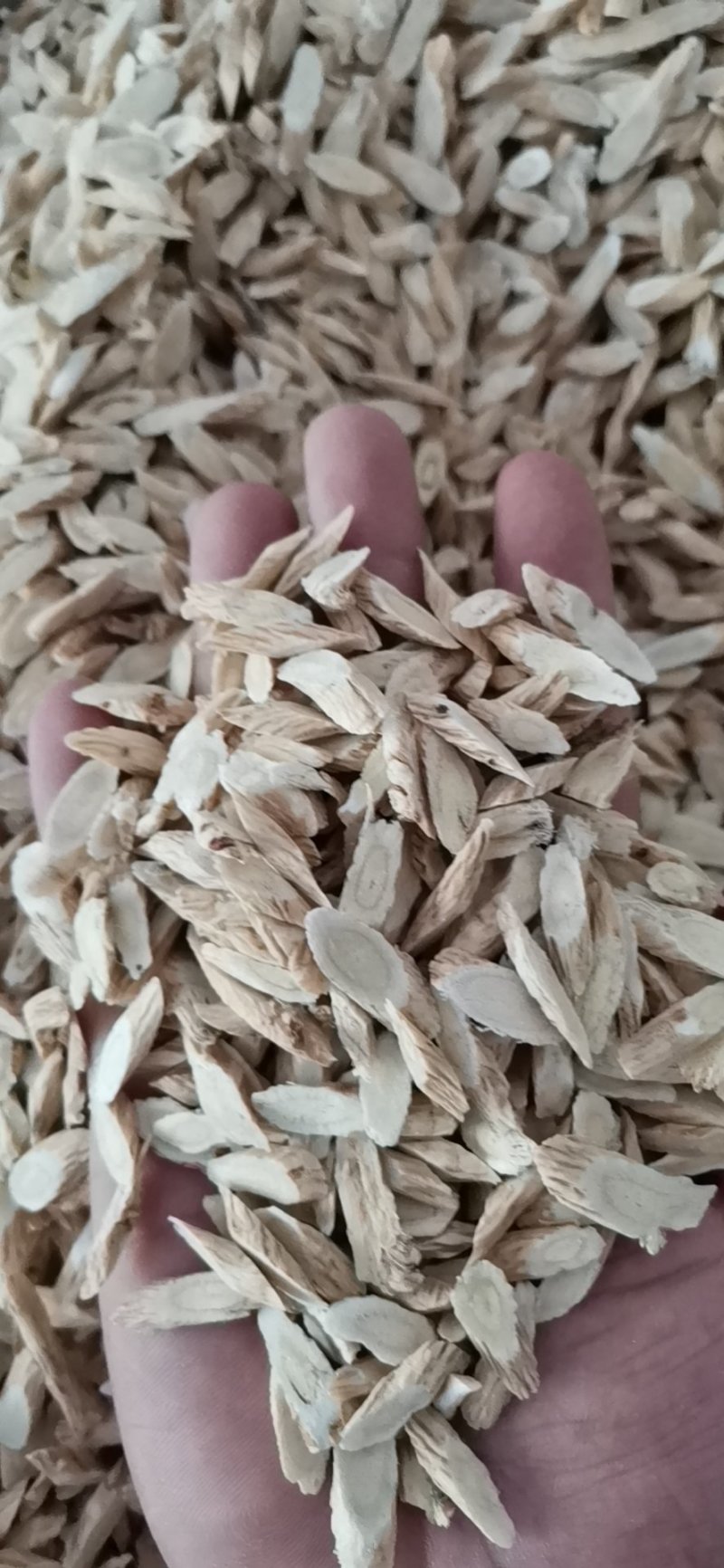 指甲片黄芪大量批发零售
