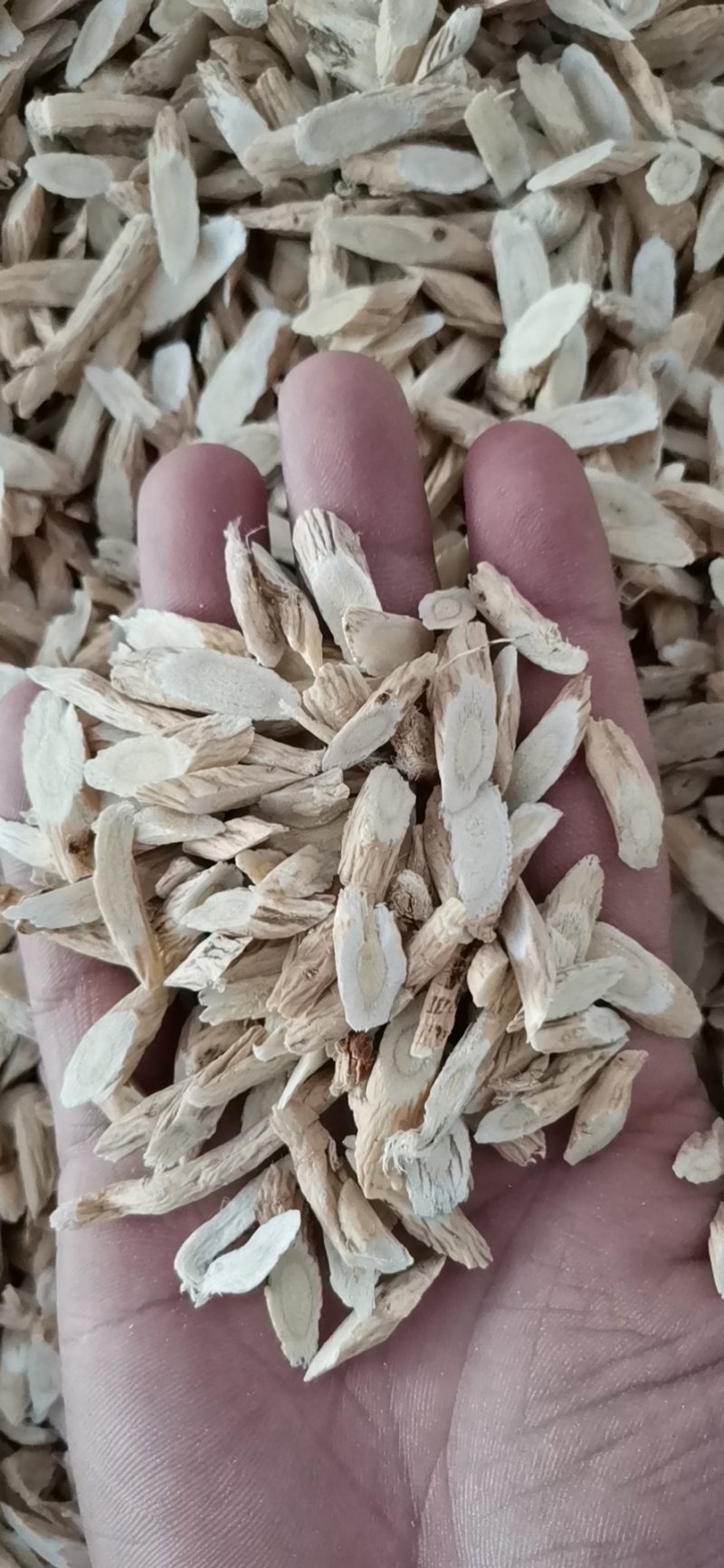 指甲片黄芪大量批发零售