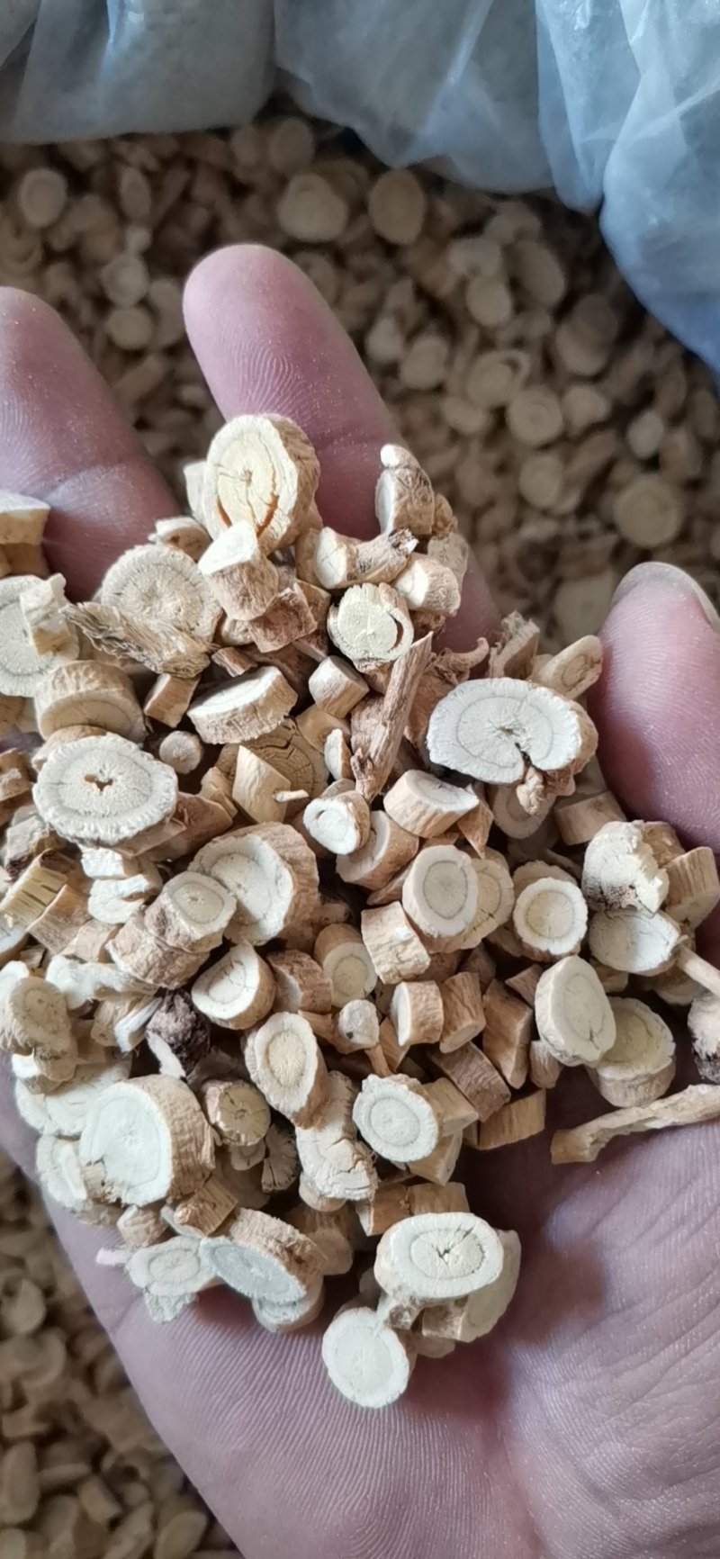 黄芪圆片过5个筛大量批发零售