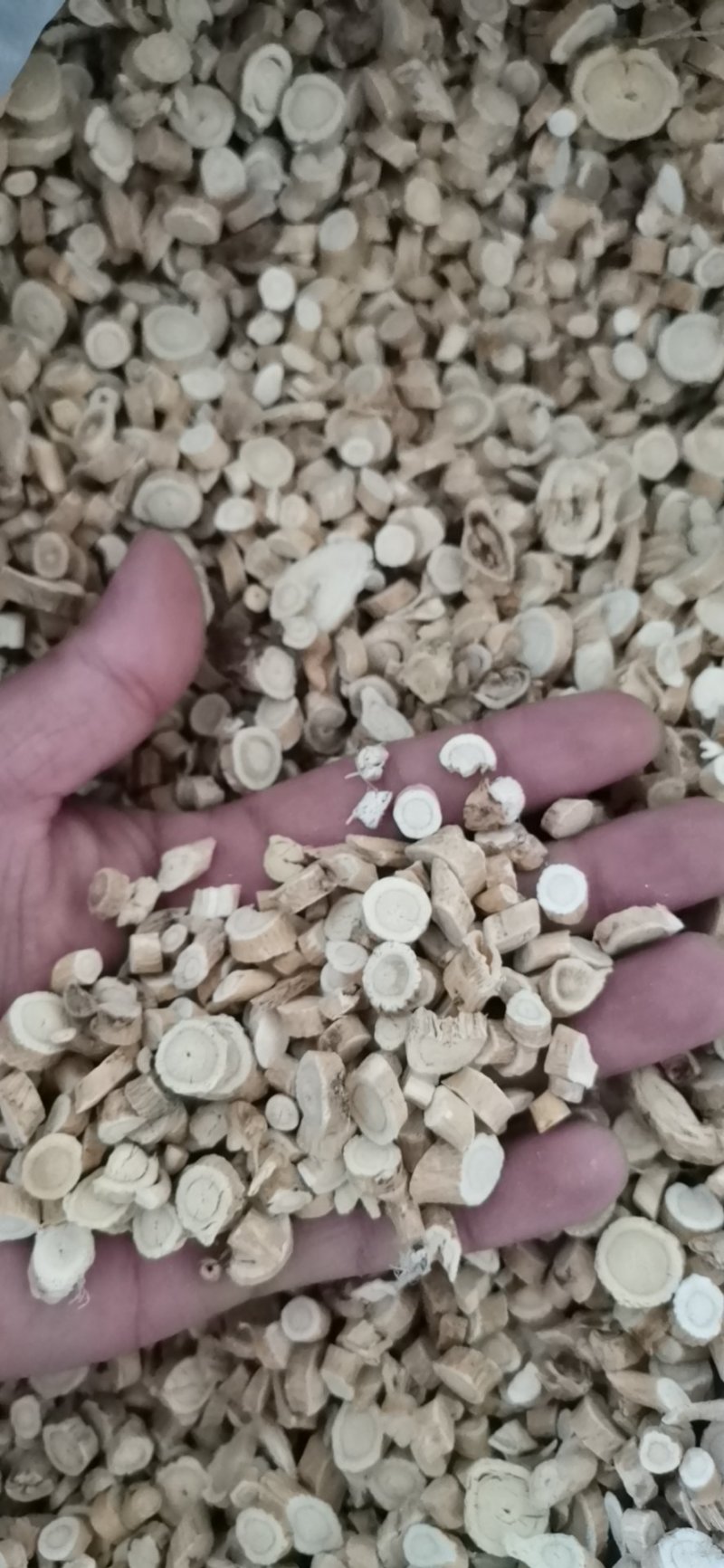 黄芪圆片过5个筛大量批发零售