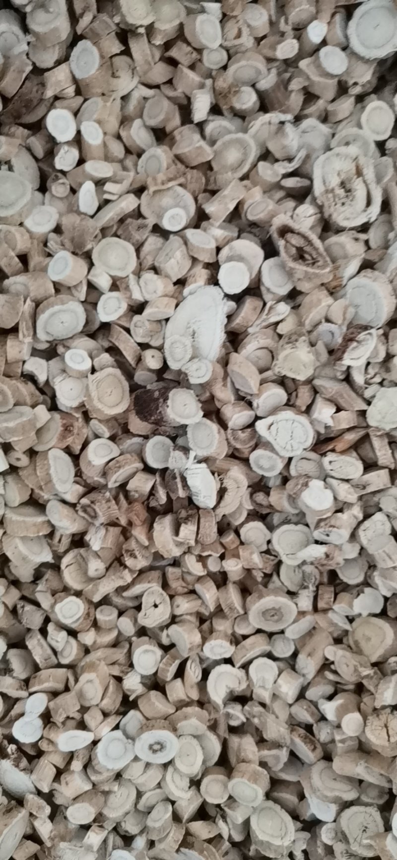 黄芪圆片过5个筛大量批发零售