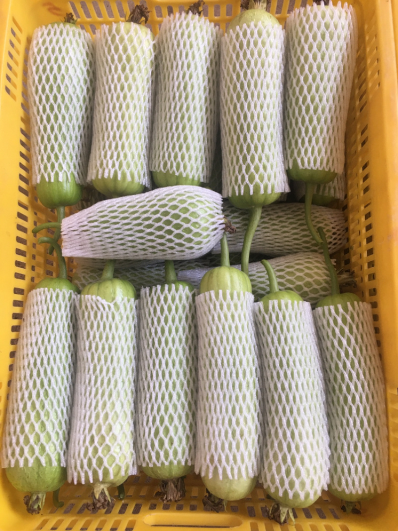 白关丝瓜