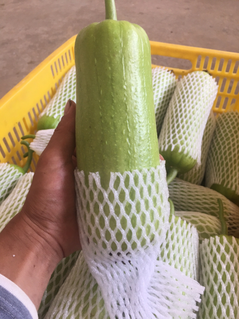 白关丝瓜