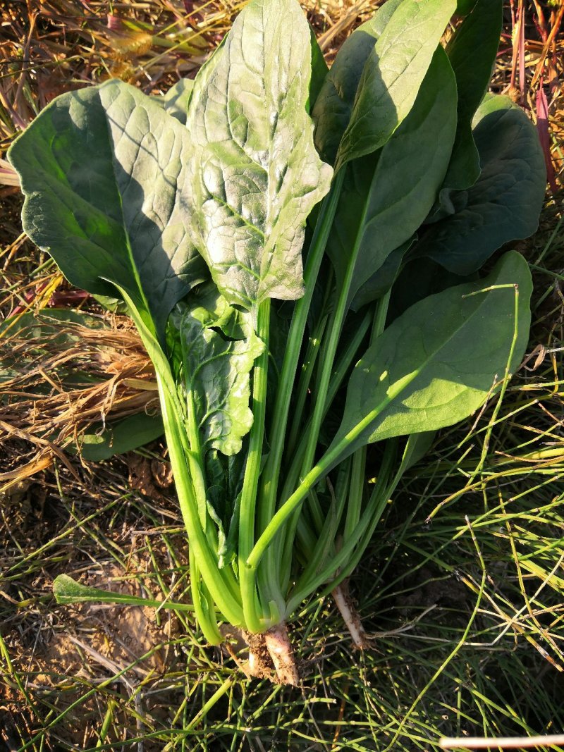 波菜