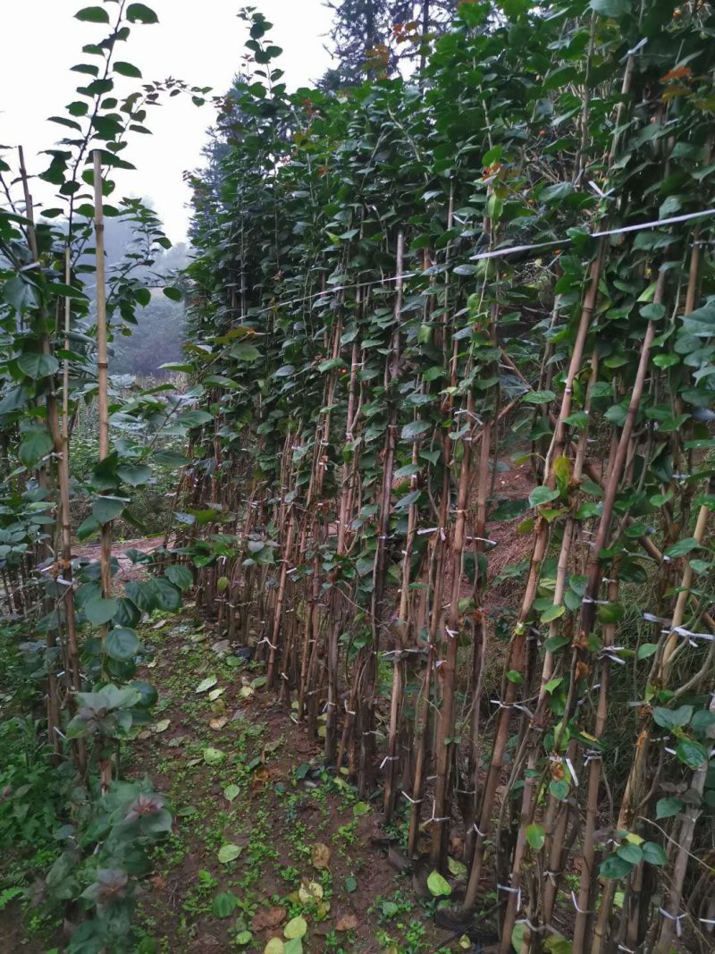 三角梅，四川宜宾三角梅，量大从优可以视频老货