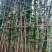 三角梅，四川宜宾三角梅，量大从优可以视频老货