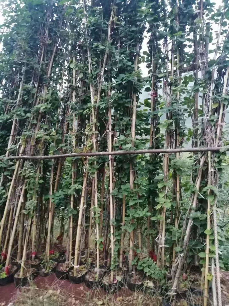 三角梅，四川宜宾三角梅，量大从优可以视频老货