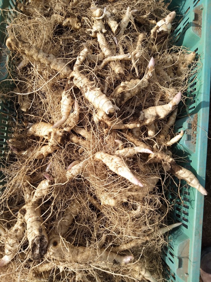 东北野生鸡头黄精笔管菜