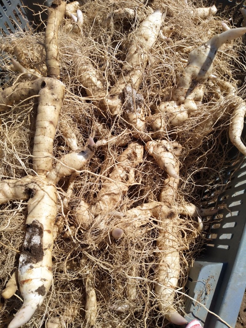 东北野生鸡头黄精笔管菜