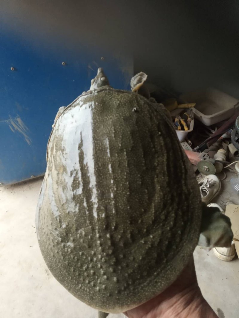 纯生态甲鱼，吃小鱼长大