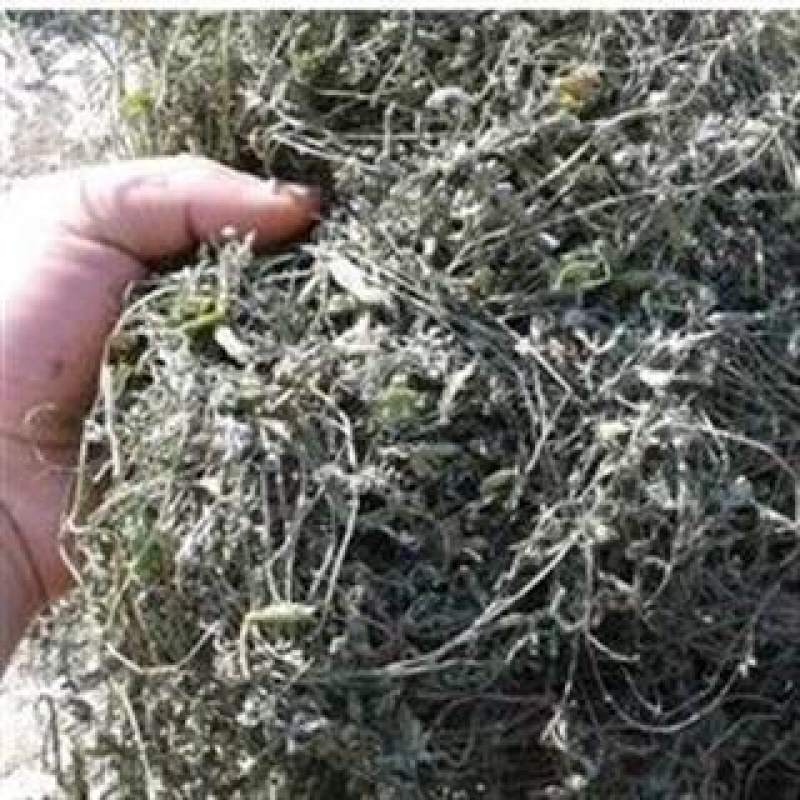 昌玉药材苦地丁产地直销薄利多销