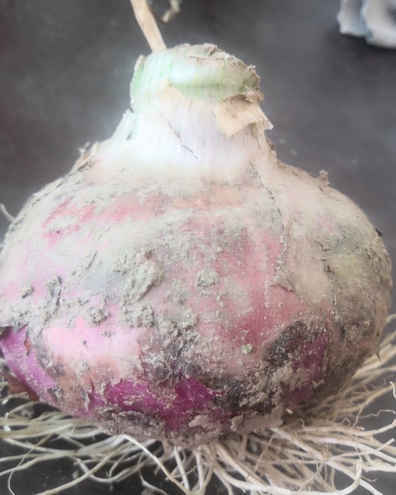 洋葱头