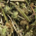 昌玉药材益母草产地直销薄利多销