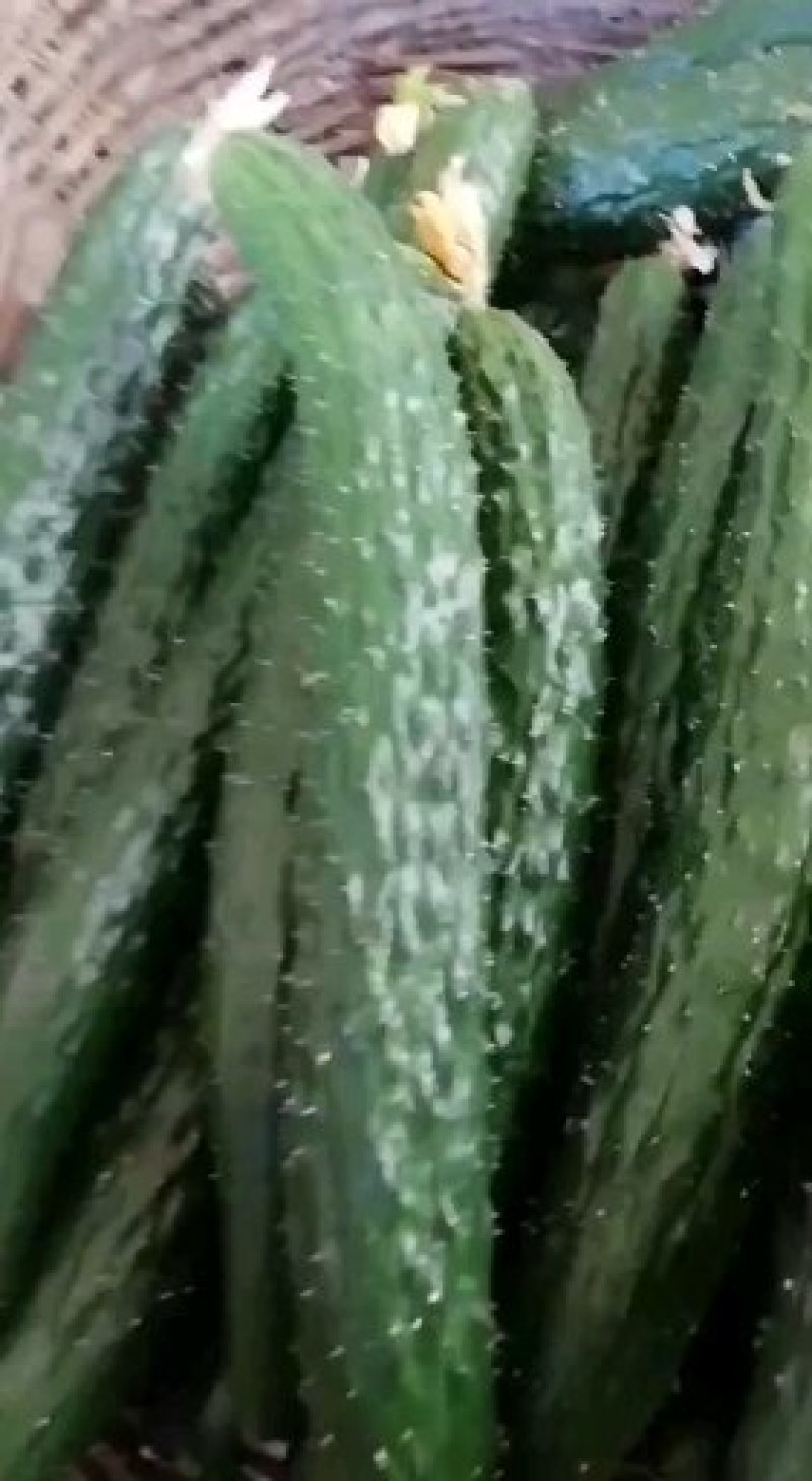 新黄瓜