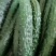 新黄瓜
