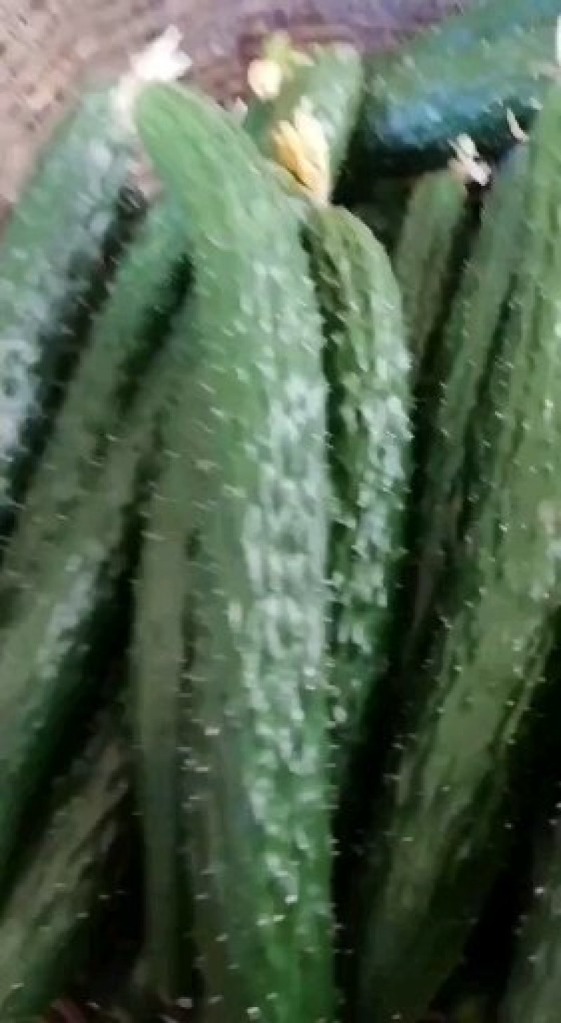 新黄瓜
