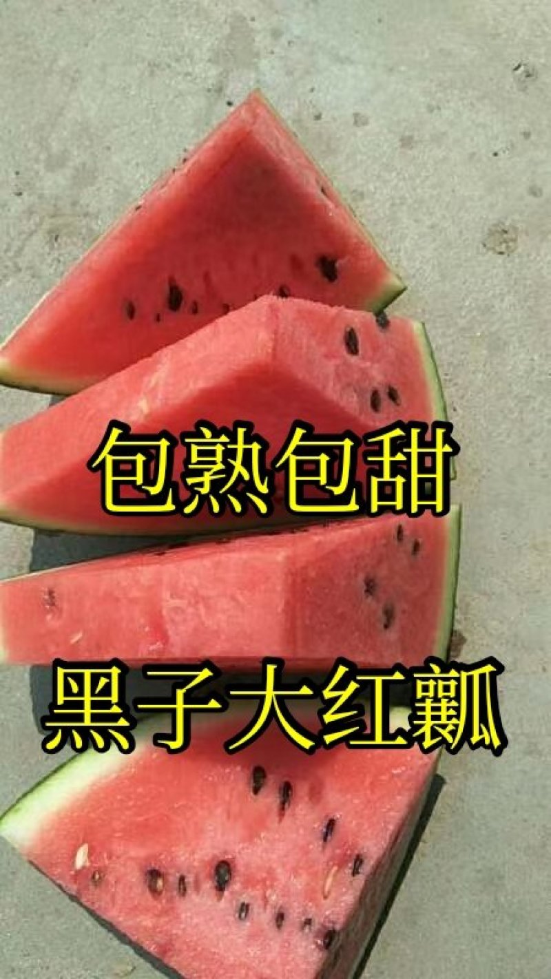 【热卖】西瓜头茬瓜品质好价格低【视频看货代发全国】
