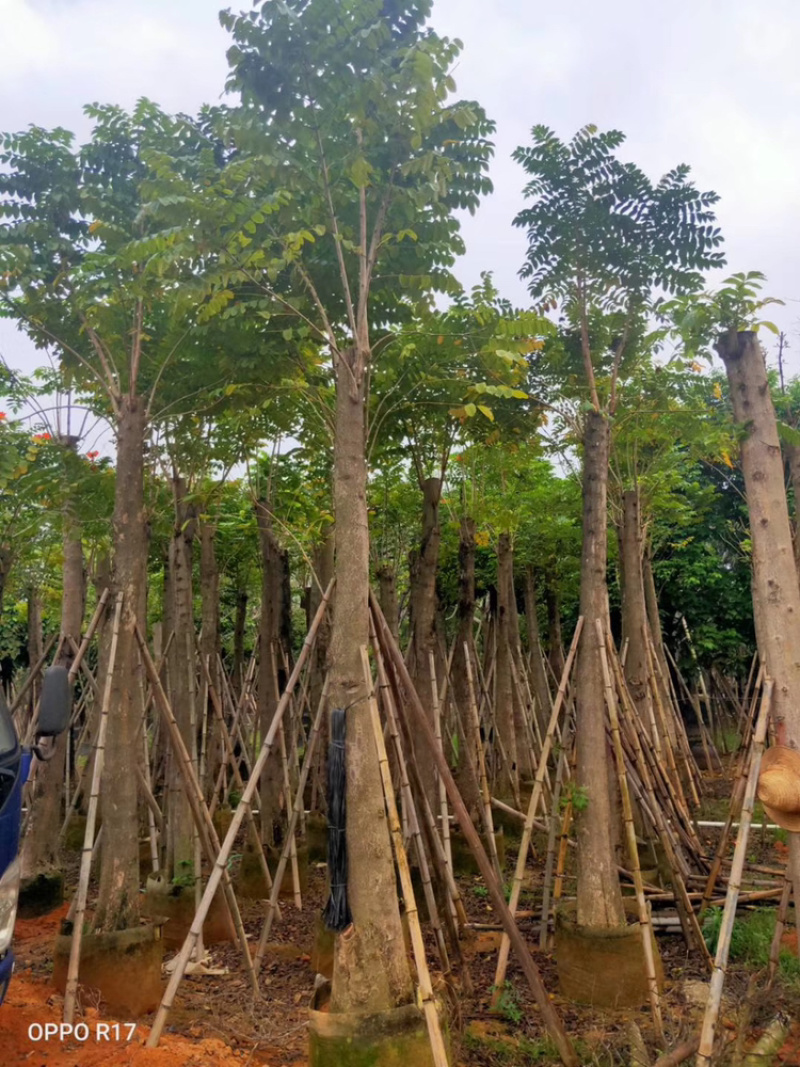 火焰木、焰木、苞萼木、火焰树