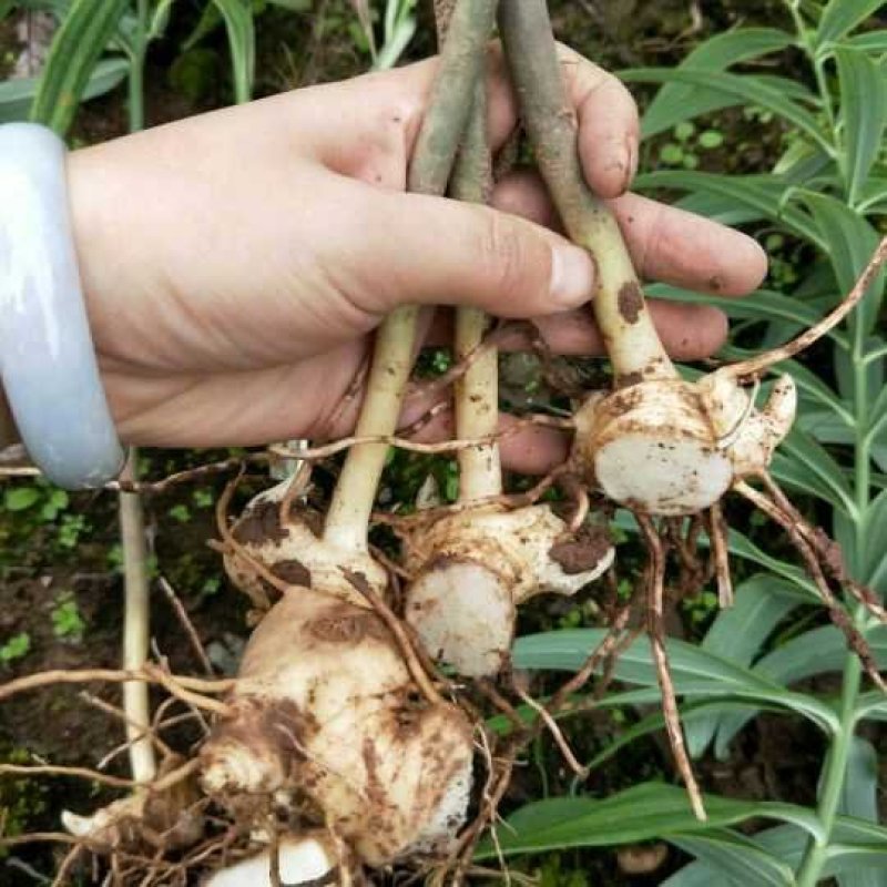 四川高产量黄精种块茎四季不倒黄精成活率高