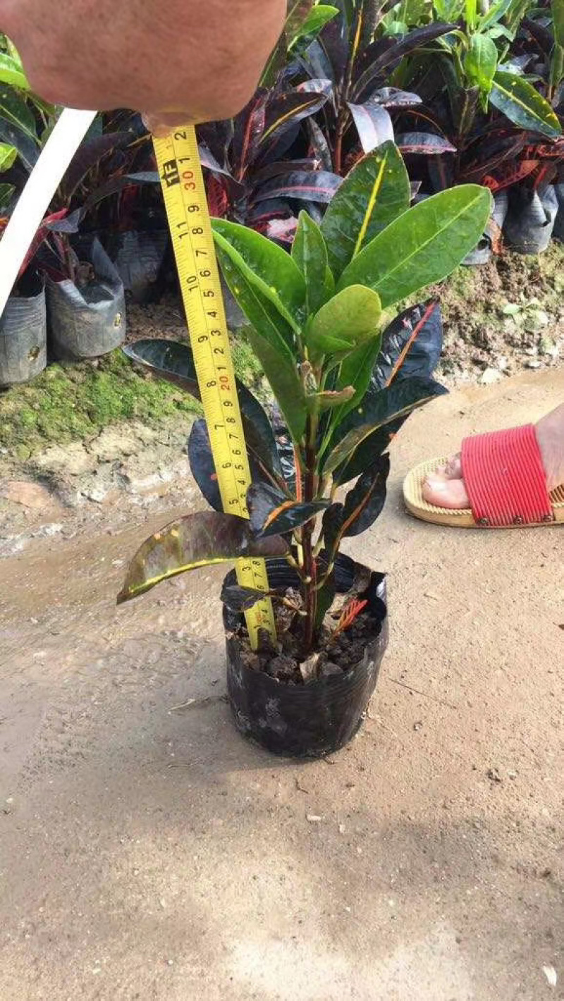 洒金榕、大红花、红车、鸭掌木...