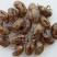 四川资阳产地优质大蝉蜕，蝉壳，统货，落地货均有