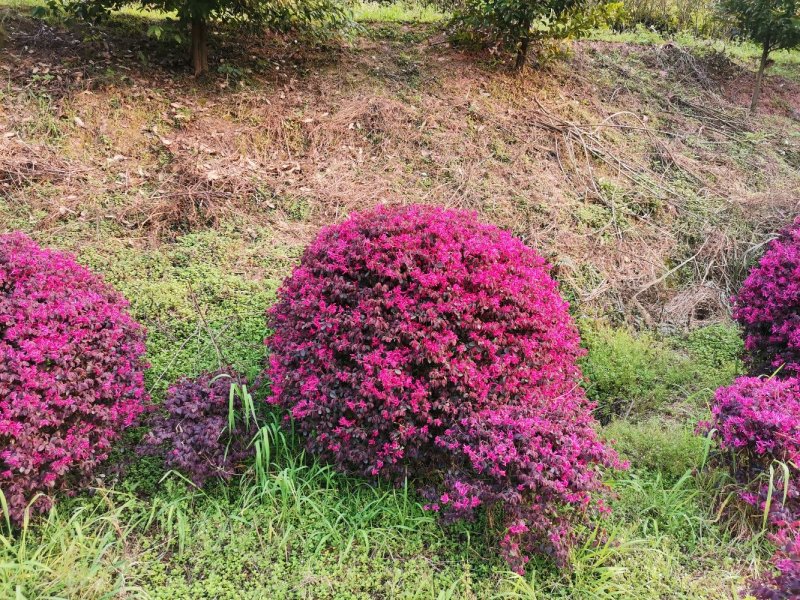 红继木球