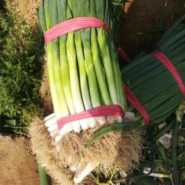 大葱大量上市需要的联系