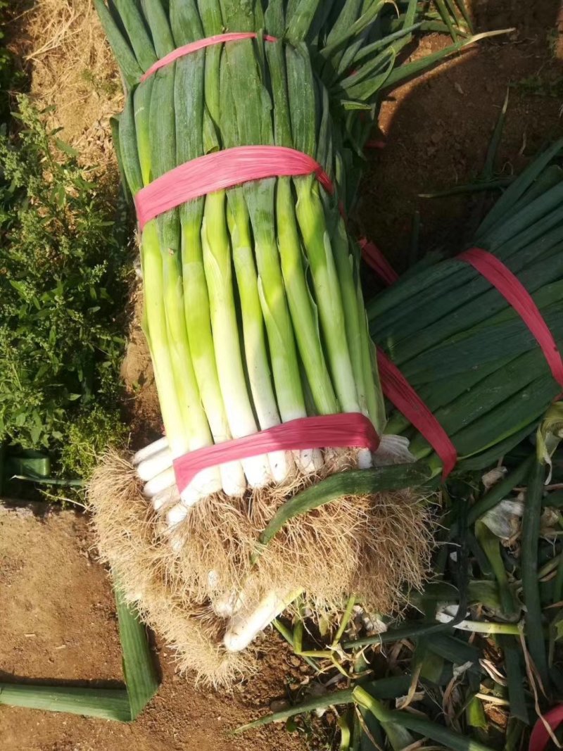 大葱大量上市需要的联系