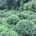 杜鹃球
