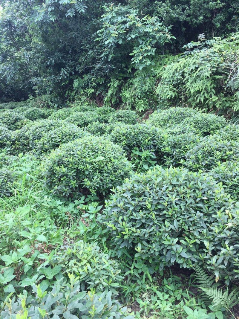 杜鹃球