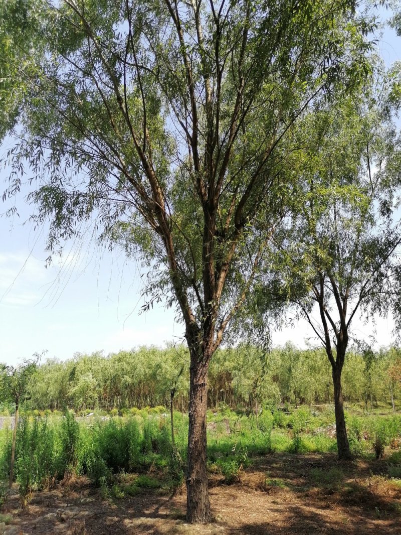 精品垂柳5-25公分左右树形好，二级分枝价格电议