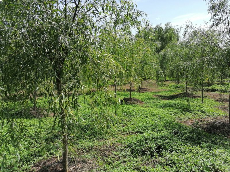 精品垂柳5-25公分左右树形好，二级分枝价格电议