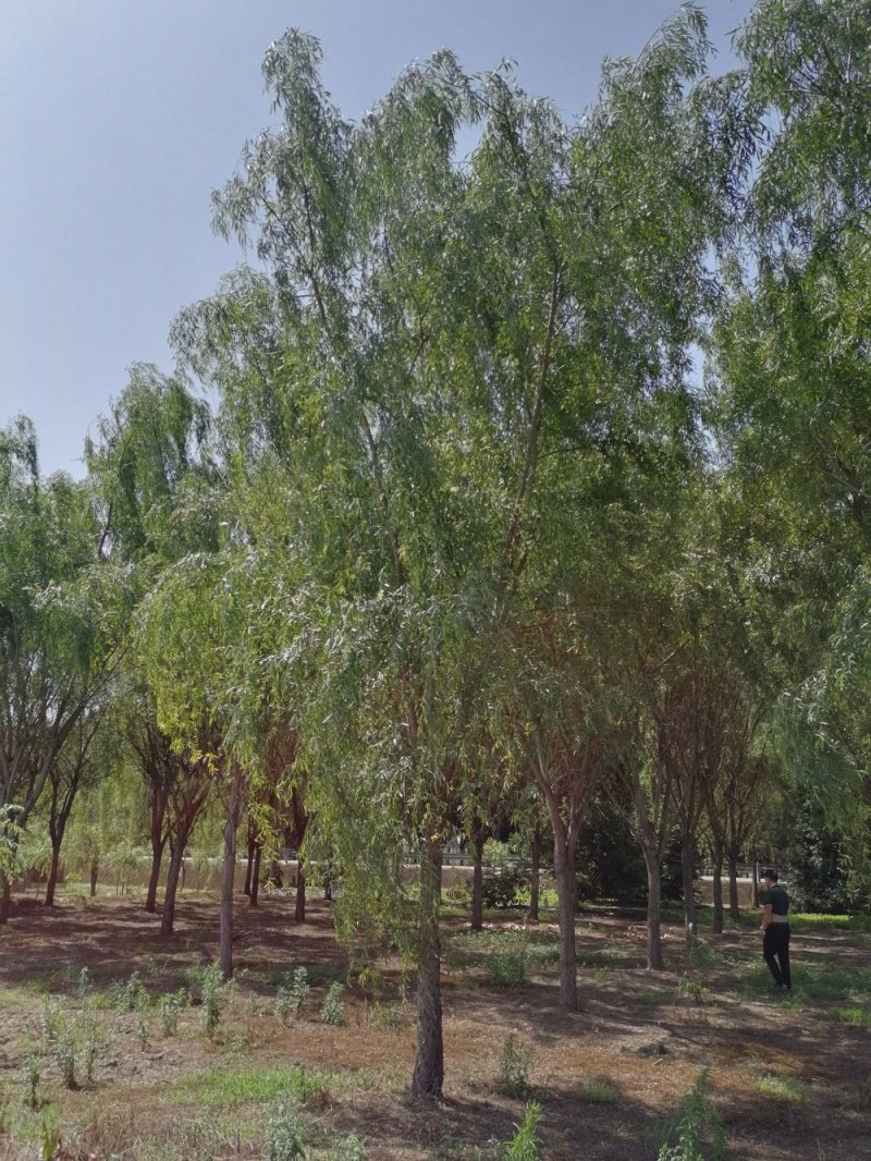 精品垂柳5-25公分左右树形好，二级分枝价格电议