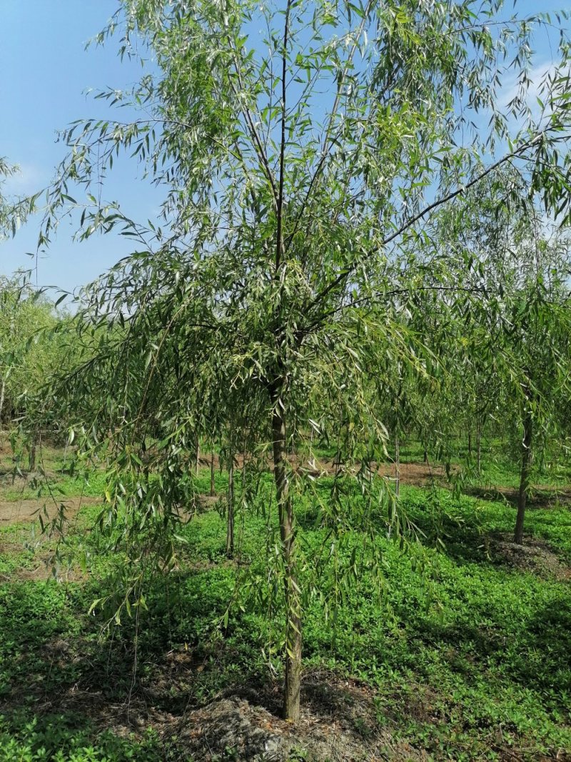 精品垂柳5-25公分左右树形好，二级分枝价格电议