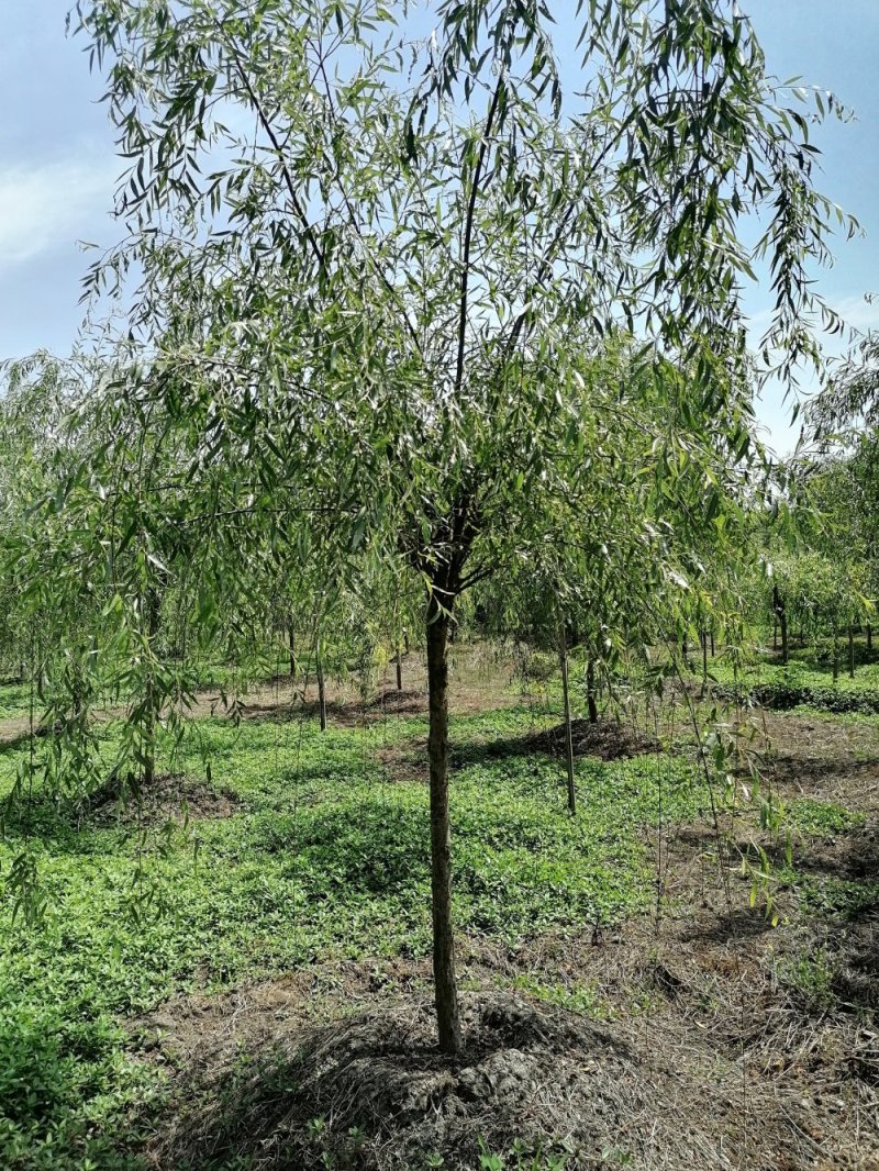 精品垂柳5-25公分左右树形好，二级分枝价格电议