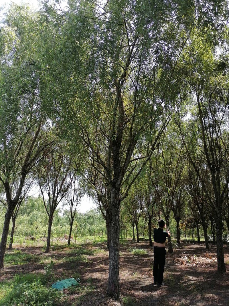 精品垂柳5-25公分左右树形好，二级分枝价格电议