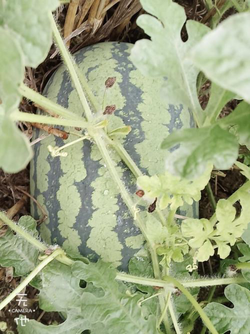 ［花皮无籽西瓜］河南周口扶沟西瓜，长花瓜口感好