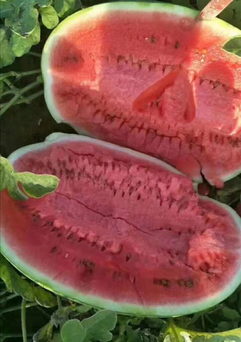 ［花皮无籽西瓜］河南周口扶沟西瓜，长花瓜口感好