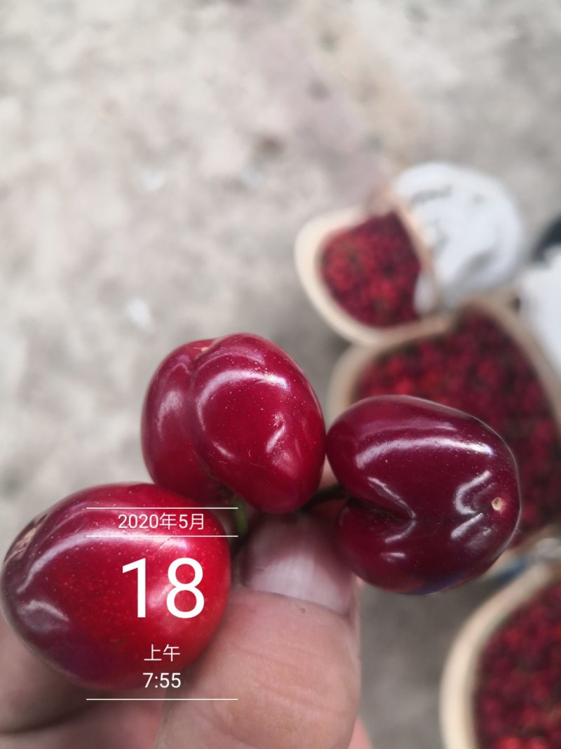 露天美早大樱桃大量上市了口感好颜色黑个头大