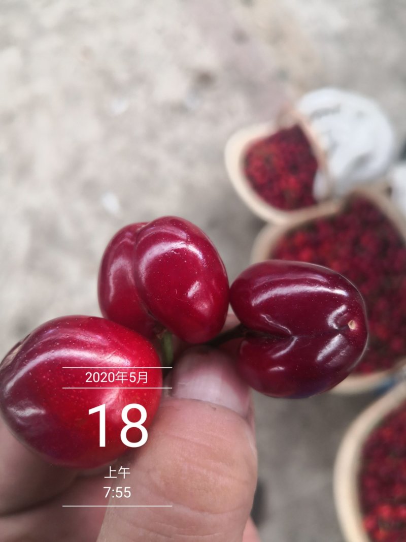 露天美早大樱桃大量上市了口感好颜色黑个头大