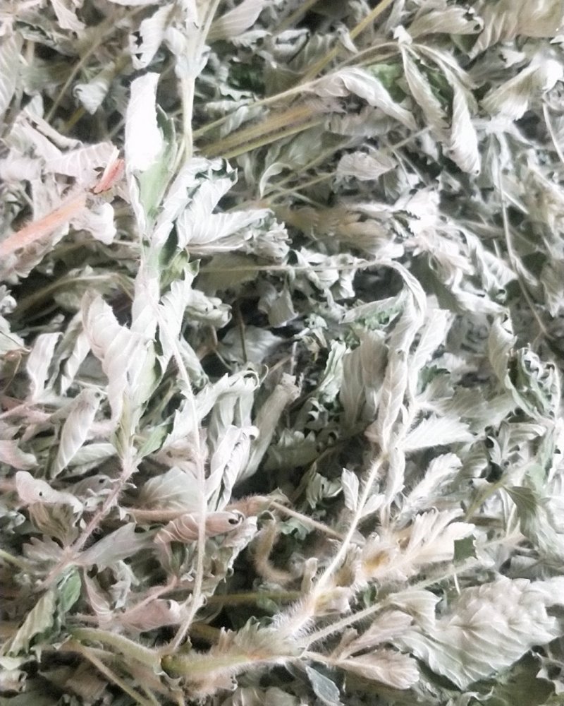 仙鹤草