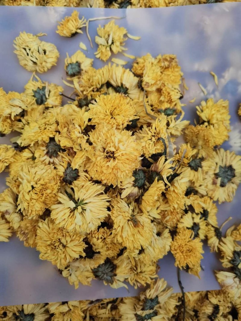 皇菊花茶大量批发零售
